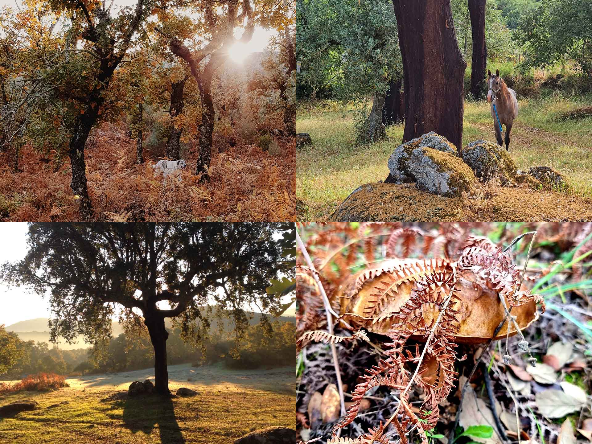The Forgotten Art of Forest Bathing